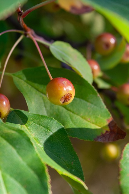 23／24賽季歐冠第1輪曼城3-1貝爾格萊德紅星 阿爾瓦雷斯雙響哈蘭德助攻！藍月亮逆襲紅星開啟歐冠征程！.